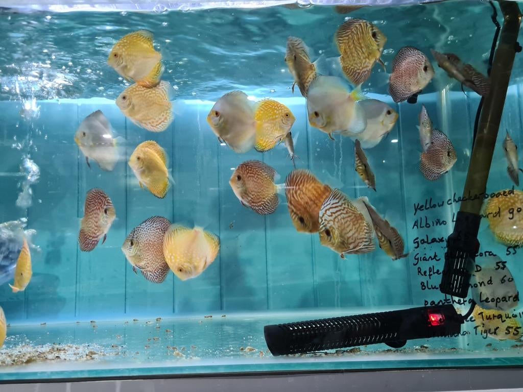 Discus, Sympysodon Discus, Vis, Zoetwatervis