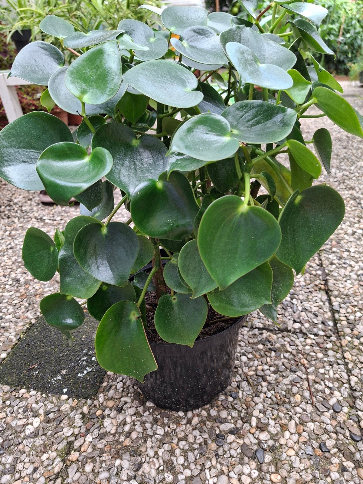 Peperomia Obtusifolia - Groene kamerplant in pot, Ophalen, Overige soorten, Halfschaduw, In pot