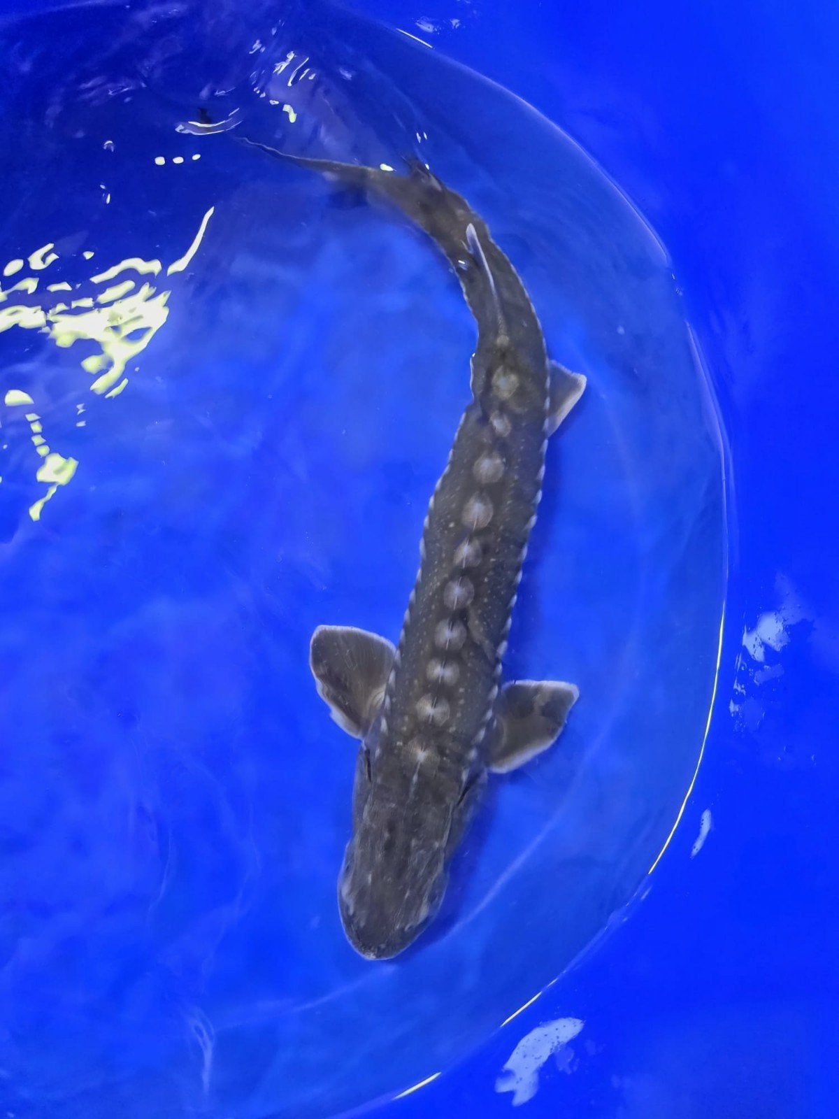 Transmontanus 60-65cm, Steur