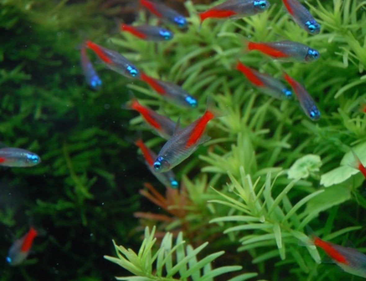 neon tetras, Vis