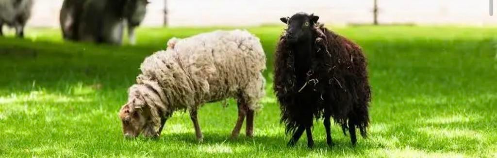 Gezocht drachtige ouessanten, Vrouwelijk, Schaap