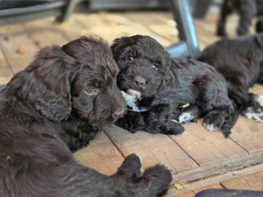 Springer spaniel x dwergpoedel pups mogen 't nestje verlaten, Parvo, Overige rassen, 8 tot 15 weken, Meerdere