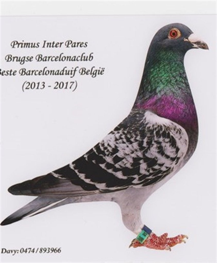11 zuivere rechtstreekse Eric Deprez duiven, Meerdere dieren, Postduif