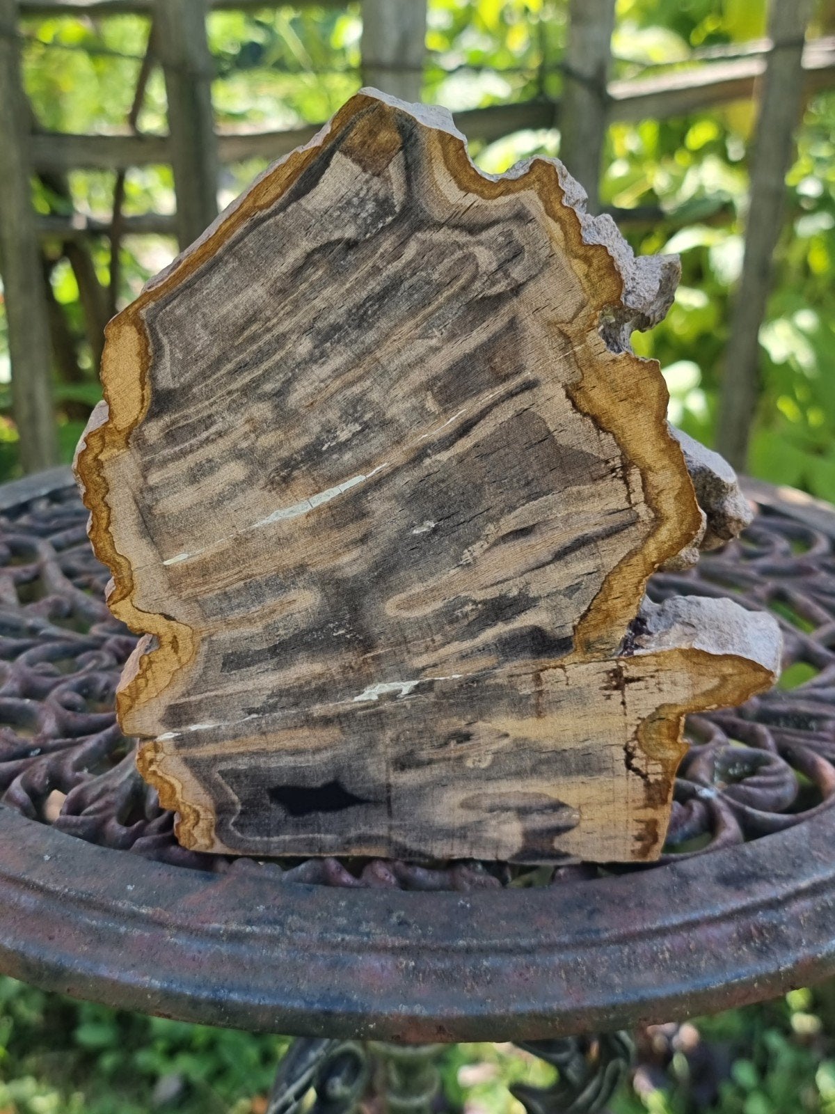 versteend hout Madagaskar, Ophalen of Verzenden