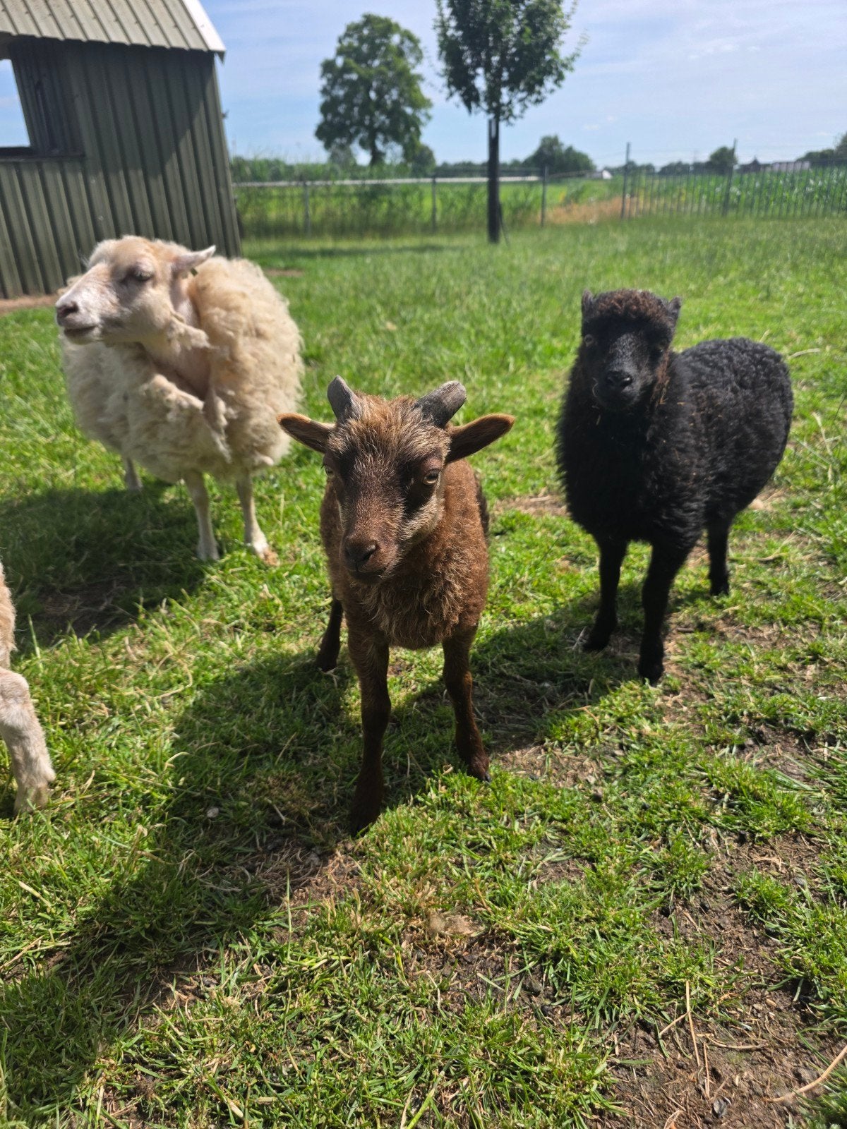 Bruin Ouessant ooi met ram lam, Dieren en Toebehoren, Schapen, Geiten en Varkens, Meerdere dieren, Schaap, 0 tot 2 jaar