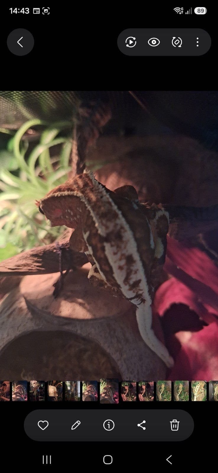 tricolor Lilly white crested gecko Crested Gecko photo 6