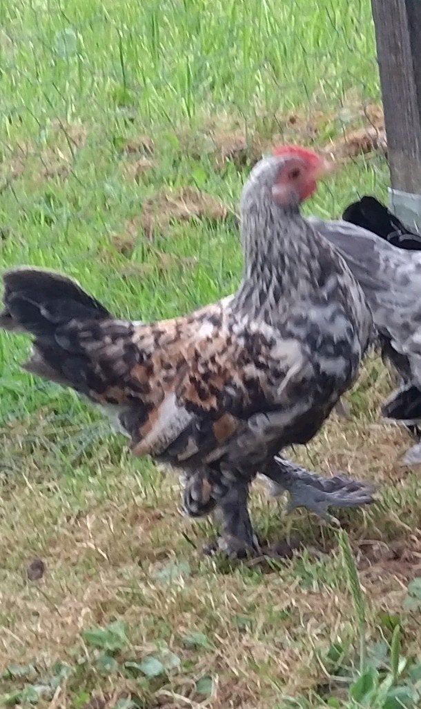 2 mooie kriel haantjes, Dieren en Toebehoren, Pluimvee, Mannelijk, Kip