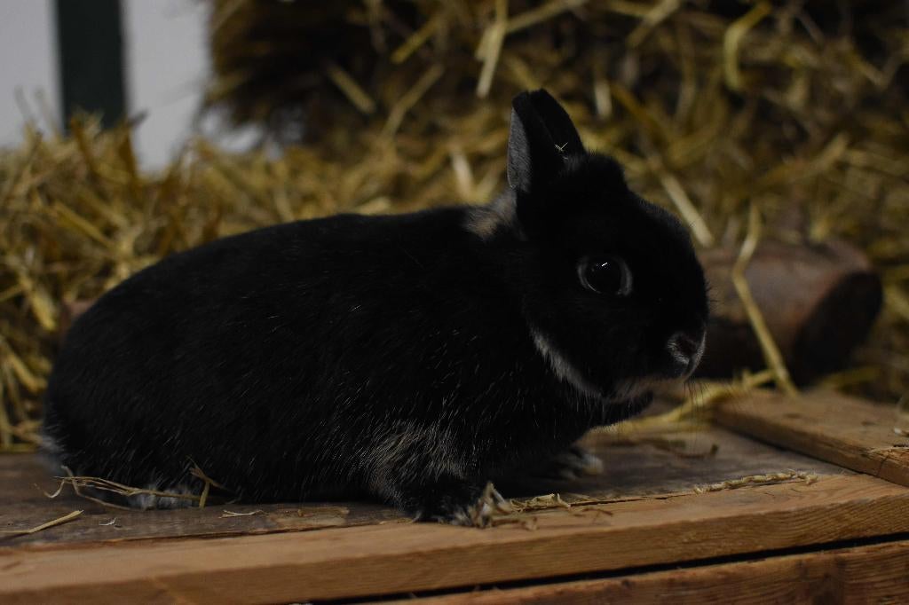 Zilvervos konijn | Jonge konijnen | Kleine dieren, Meerdere dieren, Dwerg, 0 tot 2 jaar