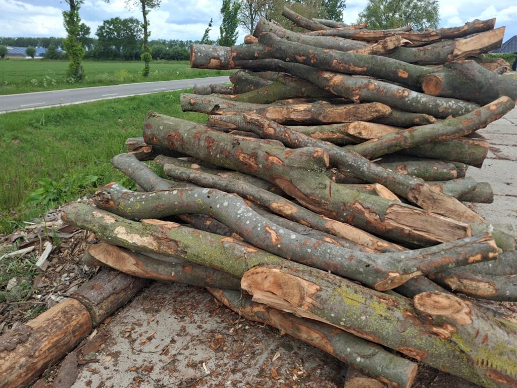 Handzame beuken stammen, 6 m³ of meer, Ophalen, Beukenhout, Stammen
