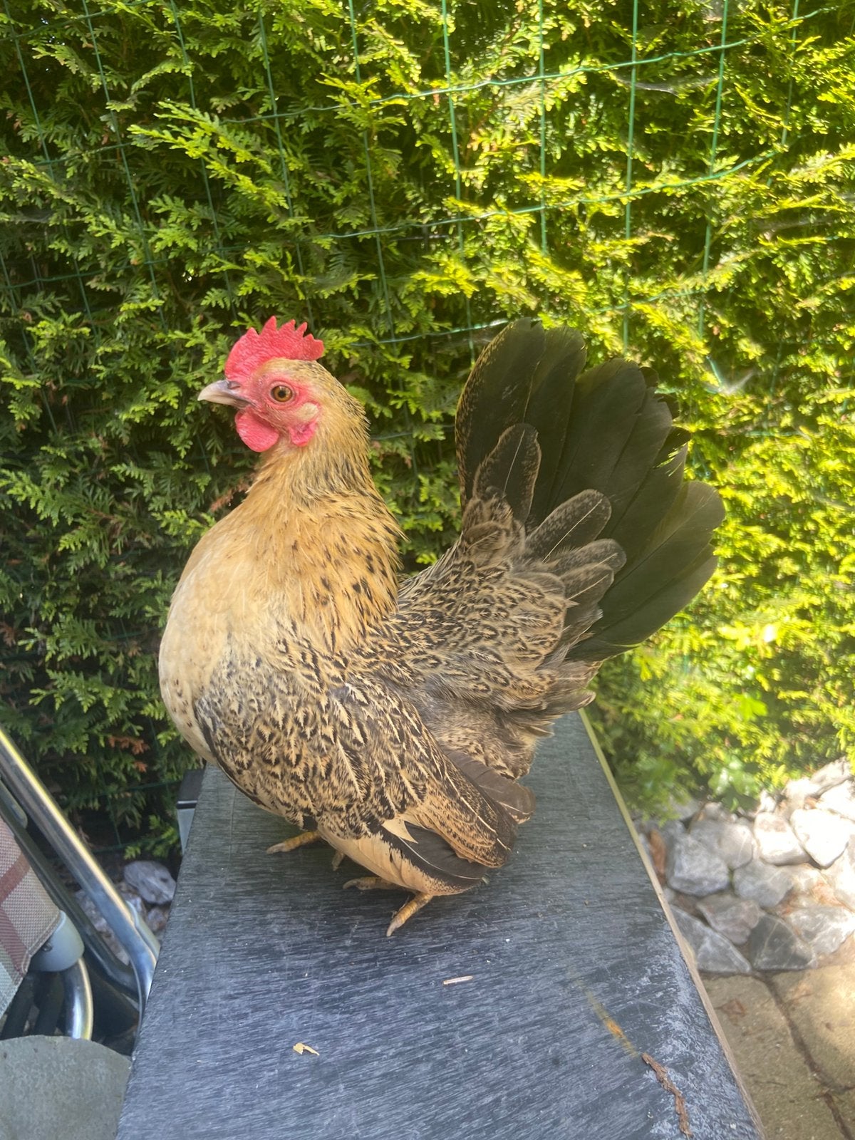Serama hen, Dieren en Toebehoren, Vrouwelijk, Kip