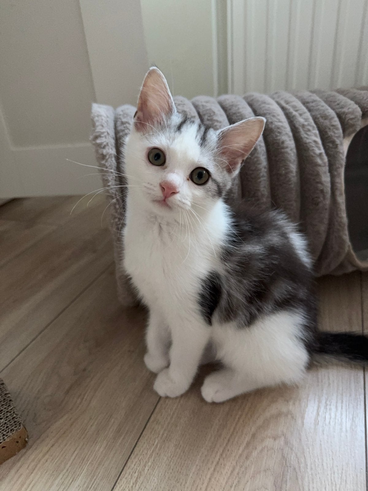Lieve half Perzische kittens, Kater, Ontwormd, 0 tot 2 jaar