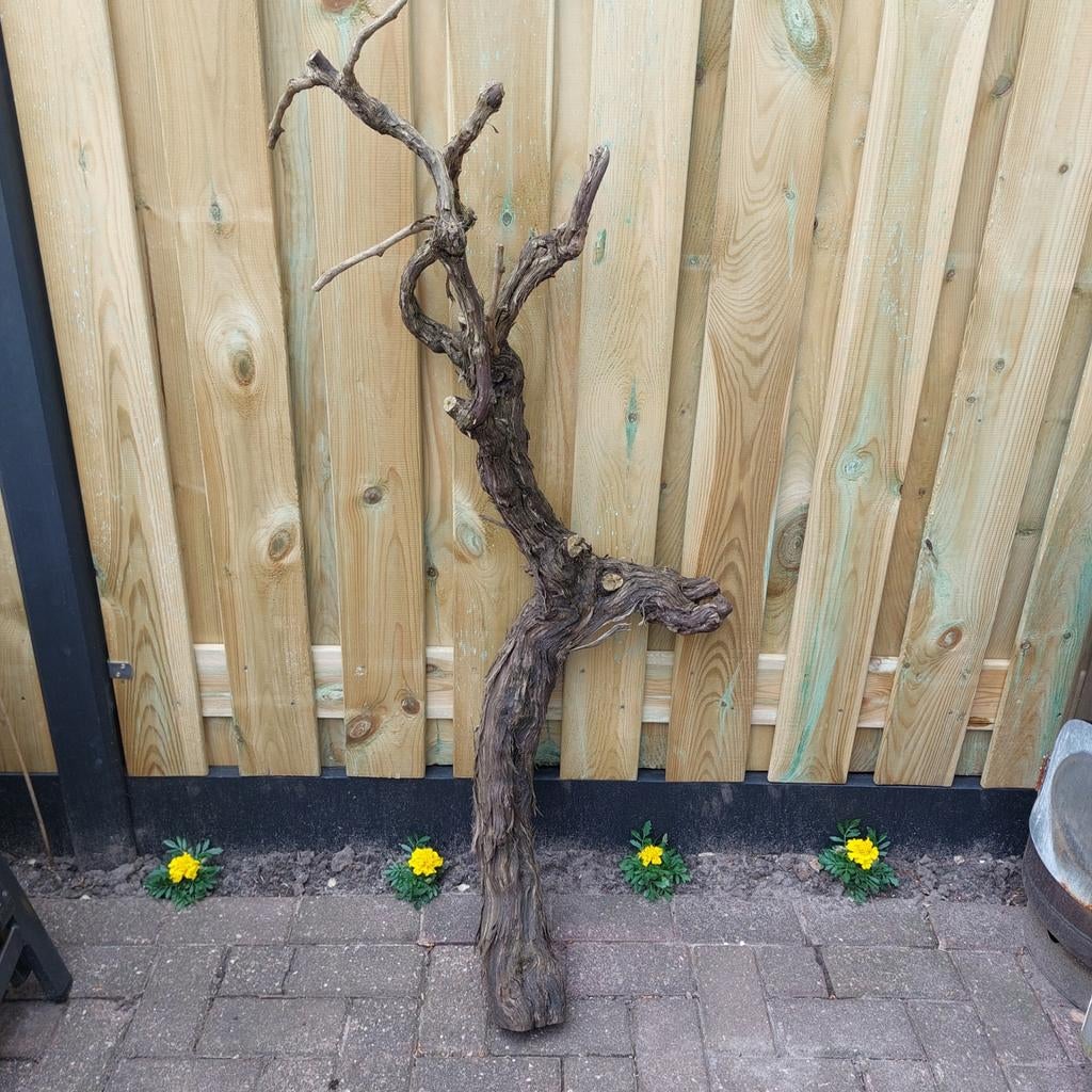 Oude druivenrank stam - Unieke decoratie, 130 cm hoog, Ophalen