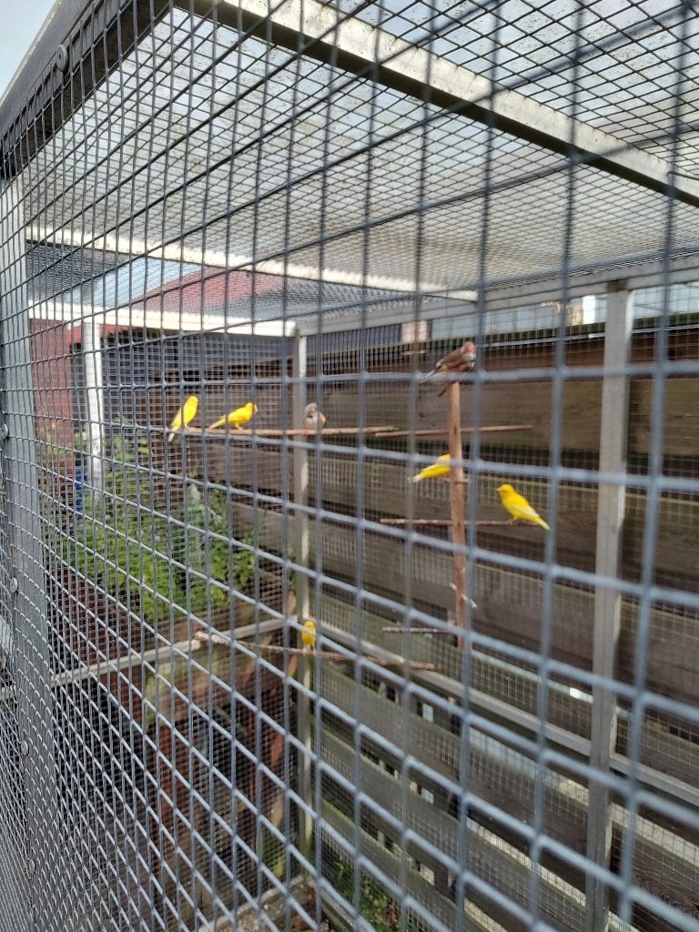 Kanaries te koop, Dieren en Toebehoren, Meerdere dieren, Kleurkanarie