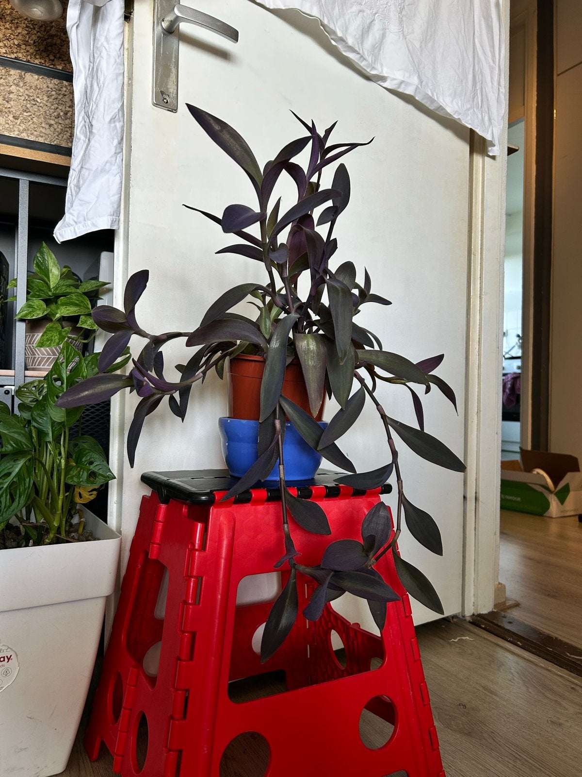 Tradescantia Purple Pallida - Paarse Hangplant, Volle zon, Vaste plant, Zomer, Ophalen