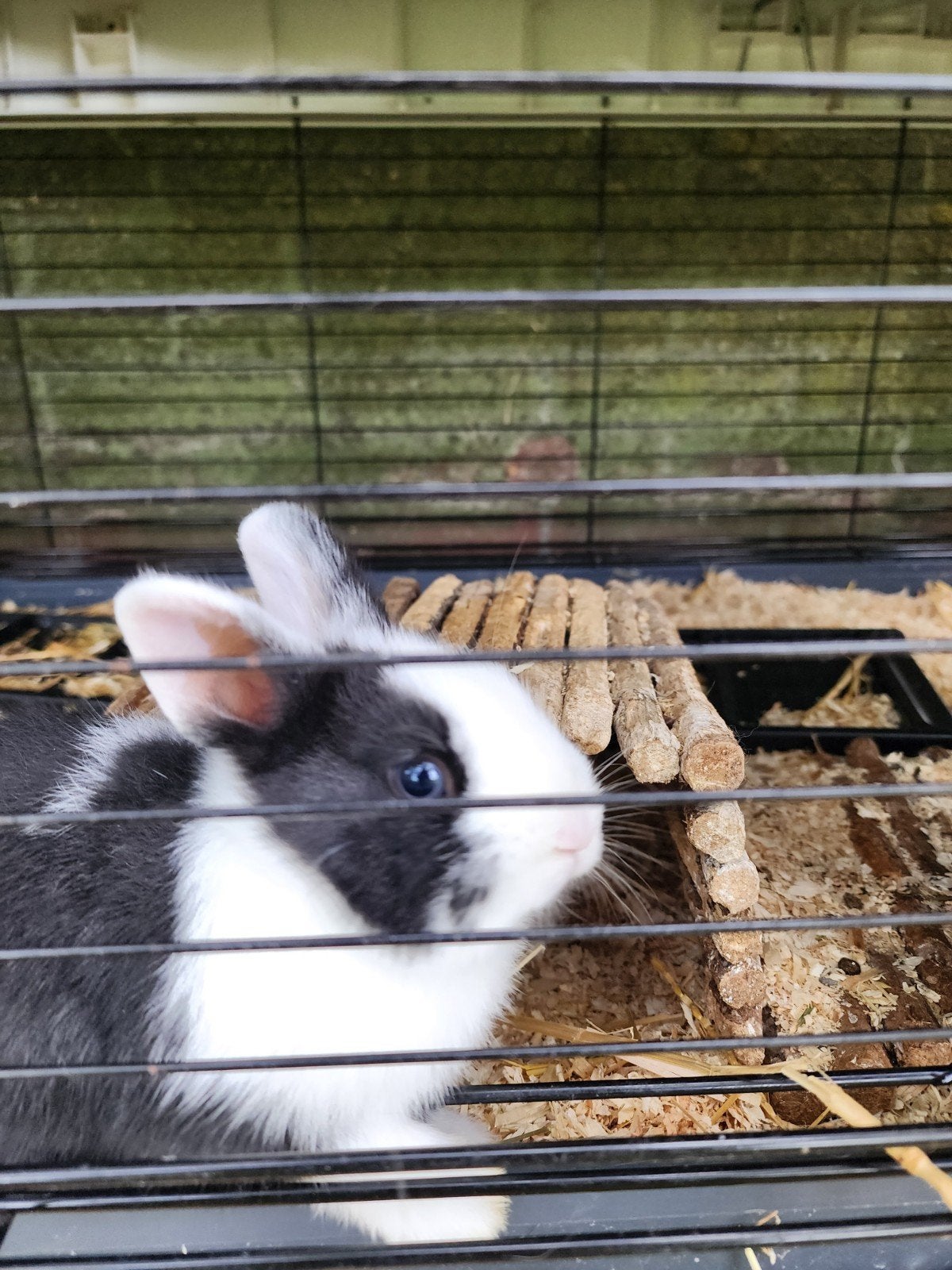 jonge konijntjes, Meerdere dieren