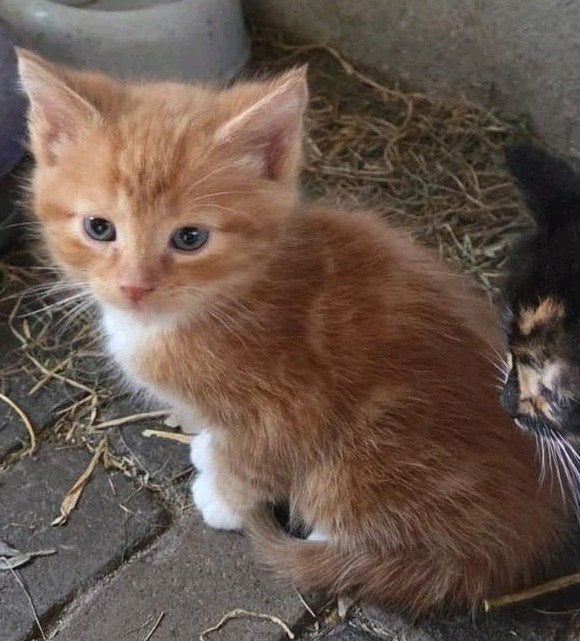 Super mooie, lieve & tamme kortharige boerderij kitten, Kater, Kortharig, 0 tot 2 jaar