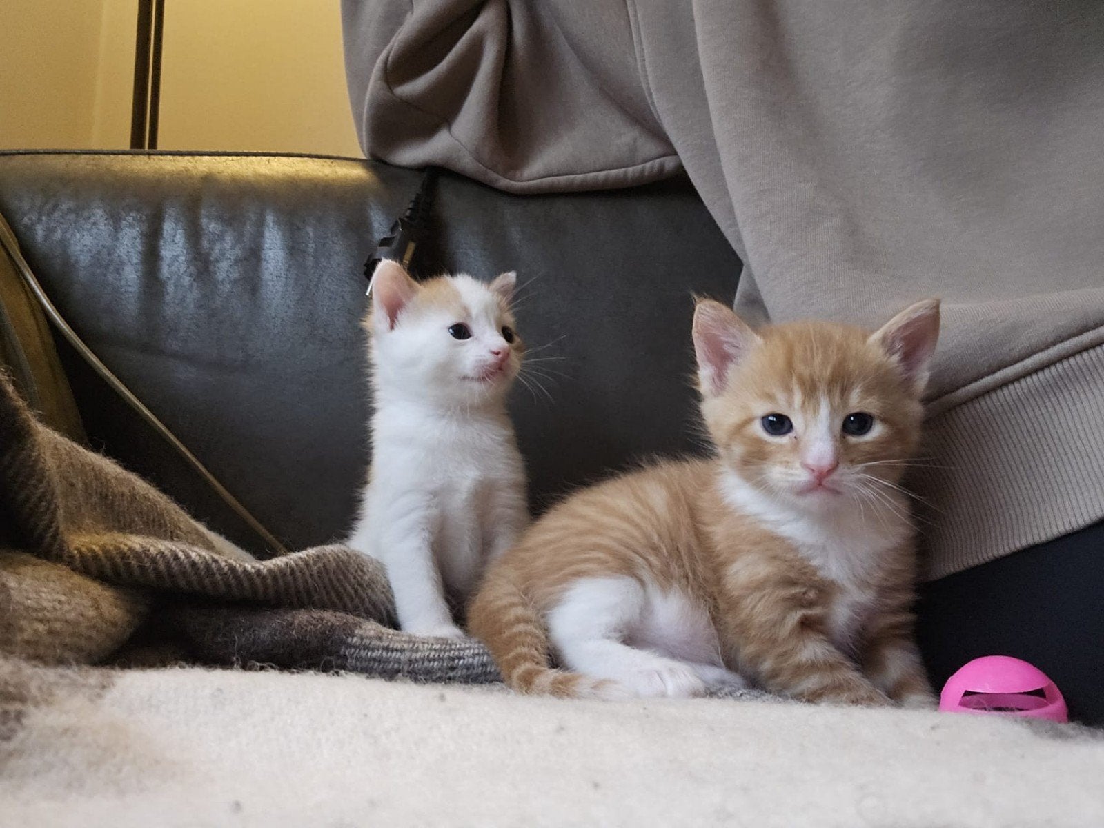 Kittens, Dieren en Toebehoren, Kater, Ontwormd