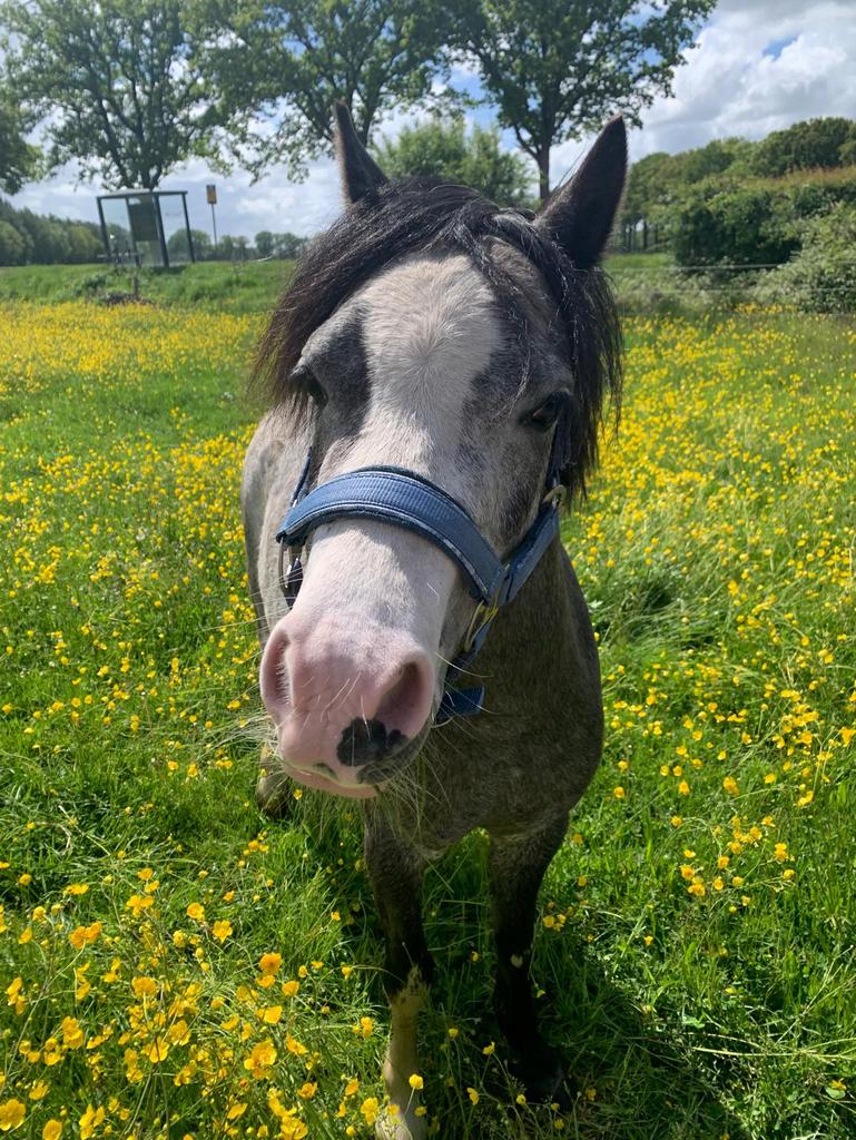 A Welsh ruin 3 jaar, Dieren en Toebehoren, Pony's, Ruin, A pony (tot 1.17m)