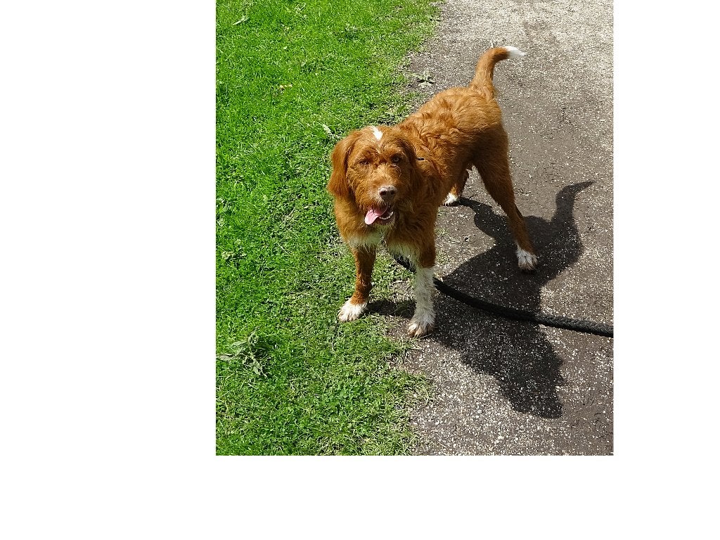 labradoodle/mix /  Amerikaanse Stafford :Pups, 8 tot 15 weken, Meerdere, Meerdere dieren, CDV (hondenziekte)