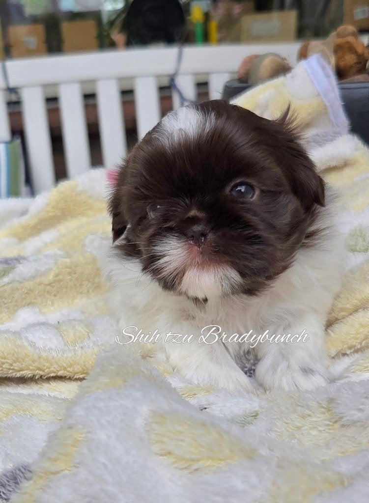 Nog 1 raszuivere Shih tzu teefjes met stamboom ., Dieren en Toebehoren, Parvo, Overige rassen, 8 tot 15 weken, Meerdere