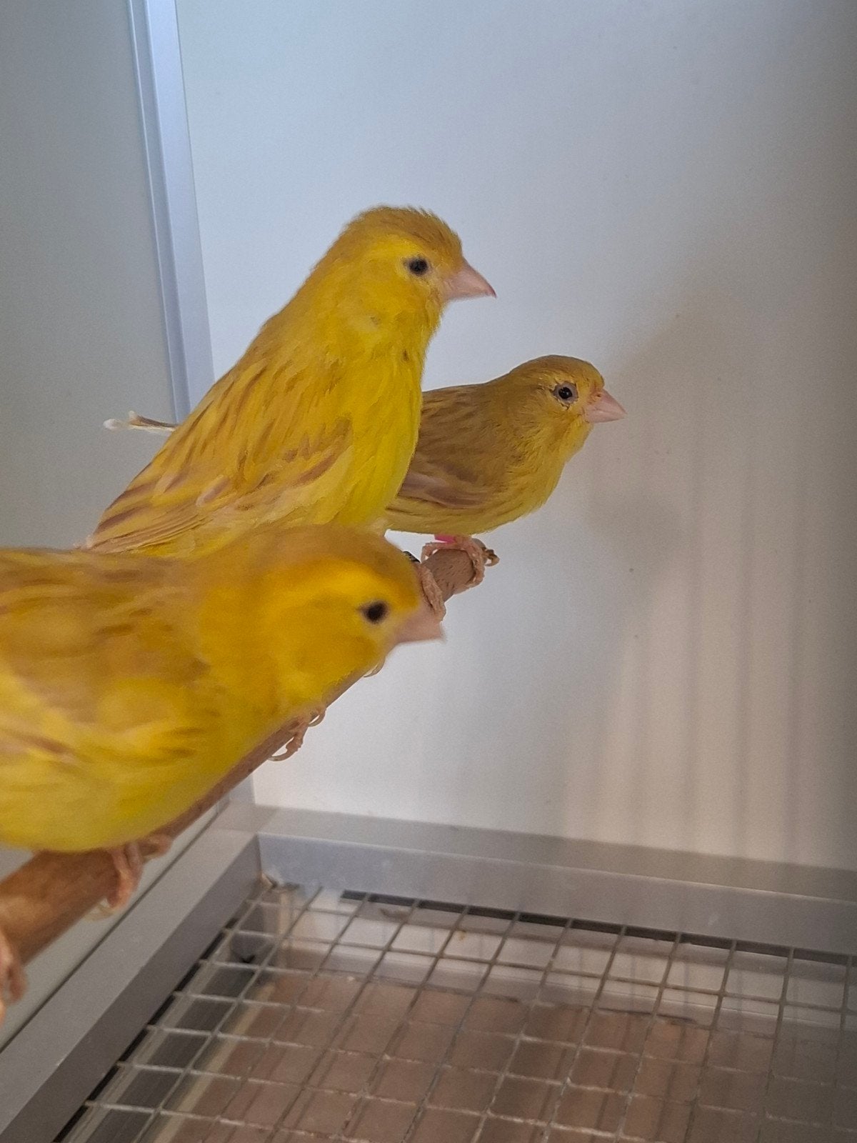 dieverse koppels kanaries, Dieren en Toebehoren, Meerdere dieren, Kleurkanarie
