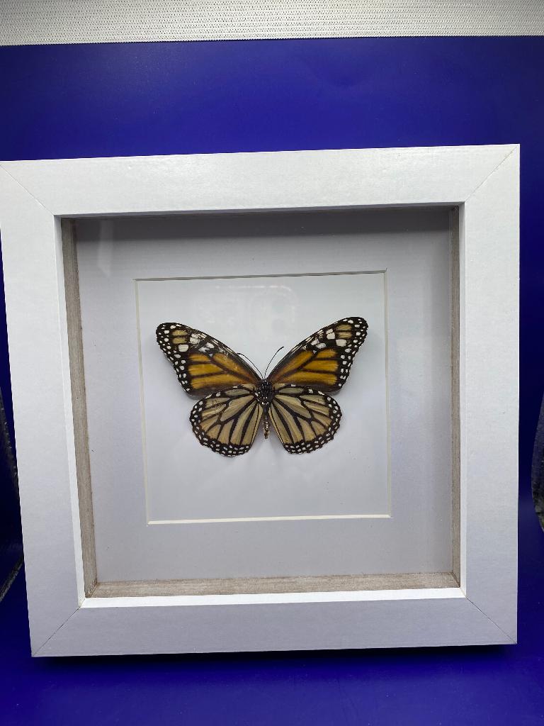 vlinder  Danaus Plexippus, Ophalen of Verzenden, Zo goed als nieuw, Insect, Opgezet dier
