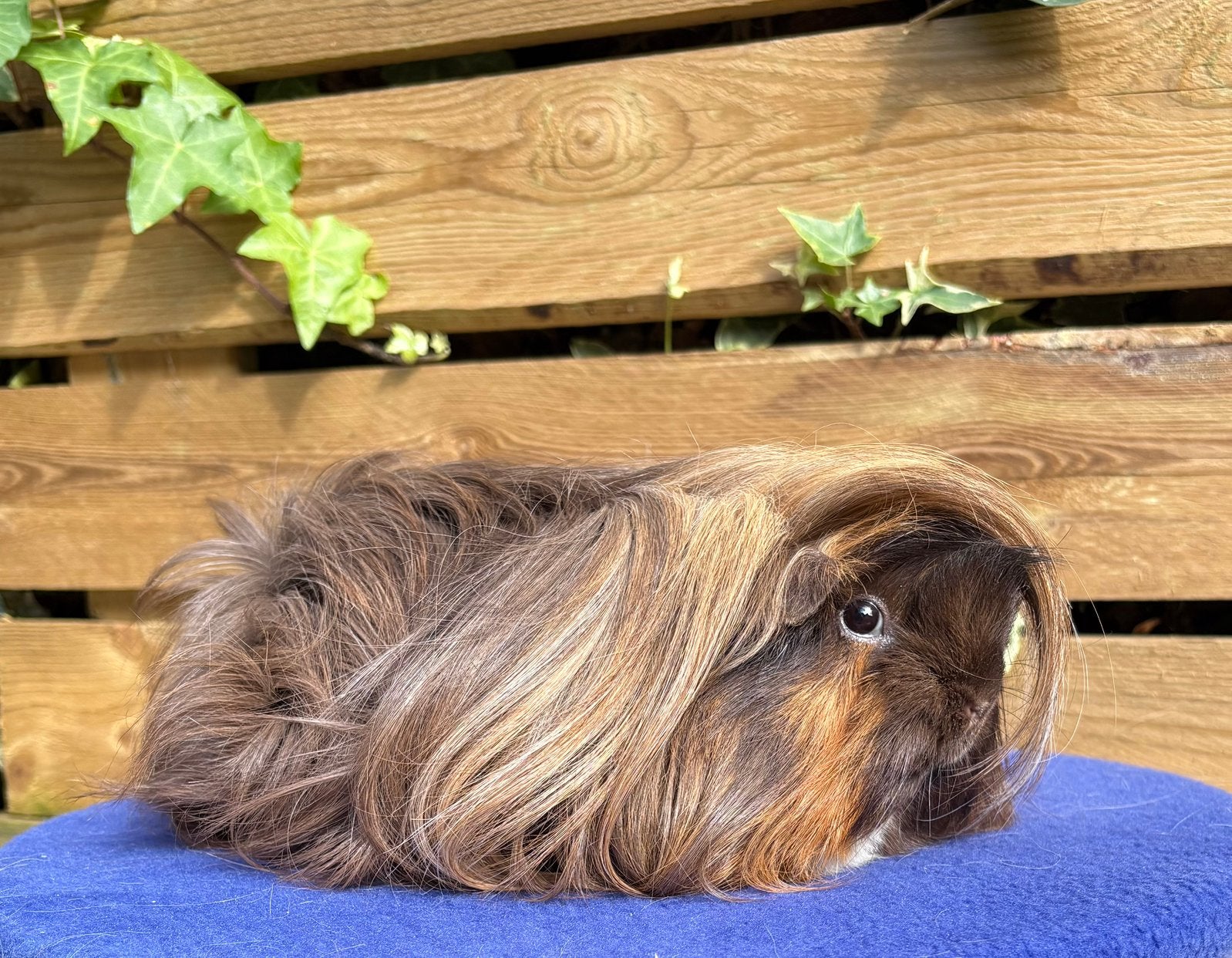 Twee mooie choco Peruvian Cavia's (vrouwtjes), Dieren en Toebehoren, Cavia, Februari, Vrouwelijk, Tam