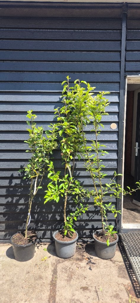 Appelboom in soorten (laag stam), Ophalen, Minder dan 100 cm, Lente, In pot