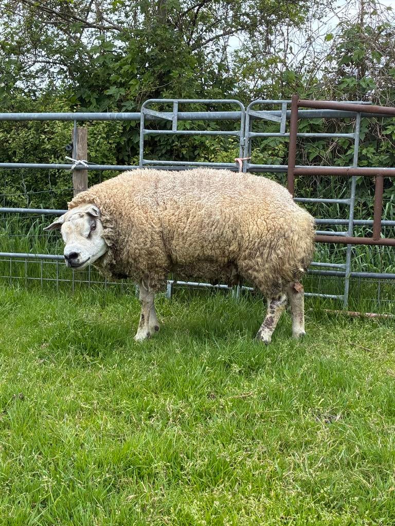 Texelaar dek ram, Dieren en Toebehoren