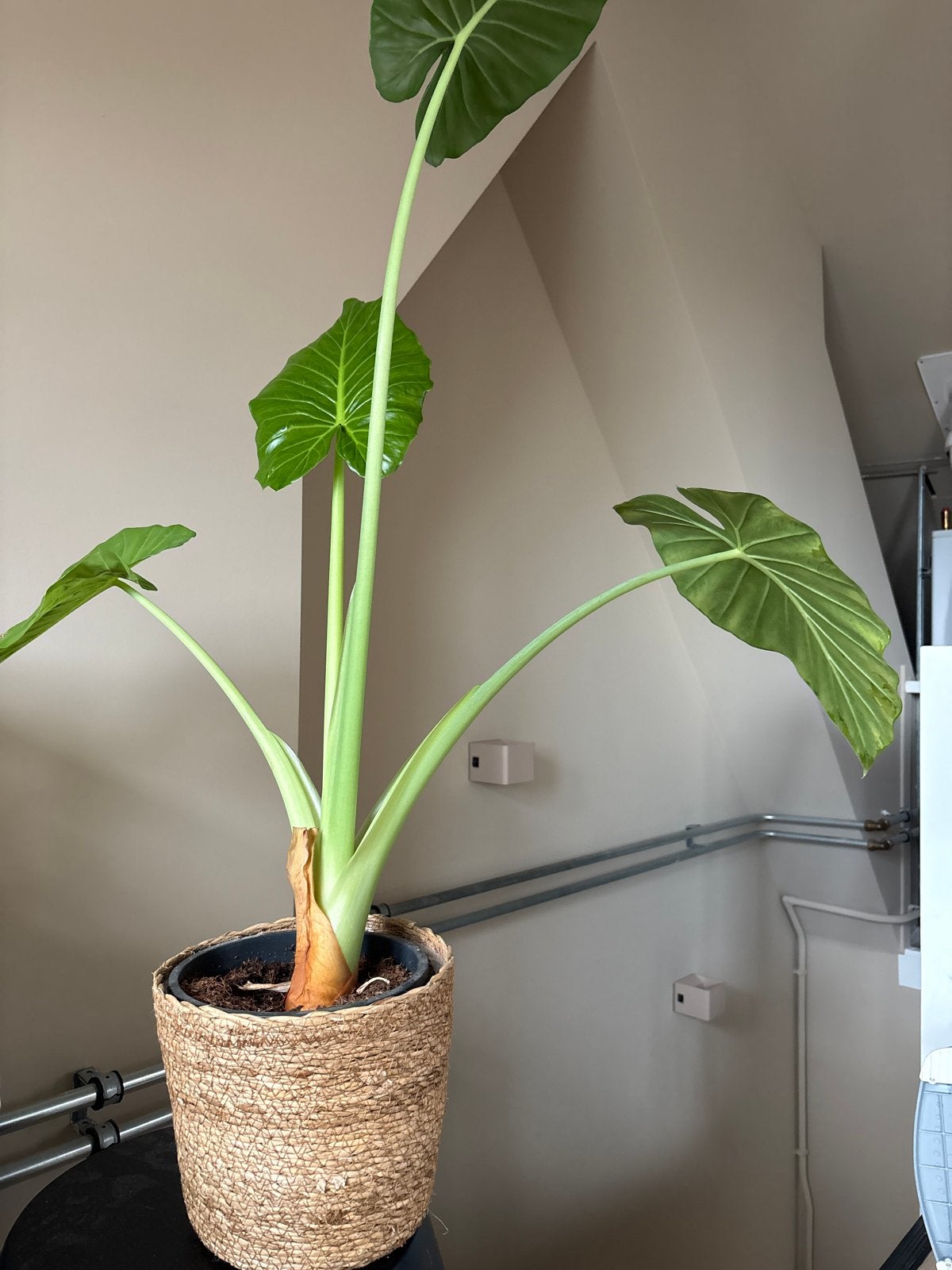 Grote Alocasia Zebrina kamerplant in rieten pot, Ophalen, 100 tot 150 cm, Overige soorten, Halfschaduw