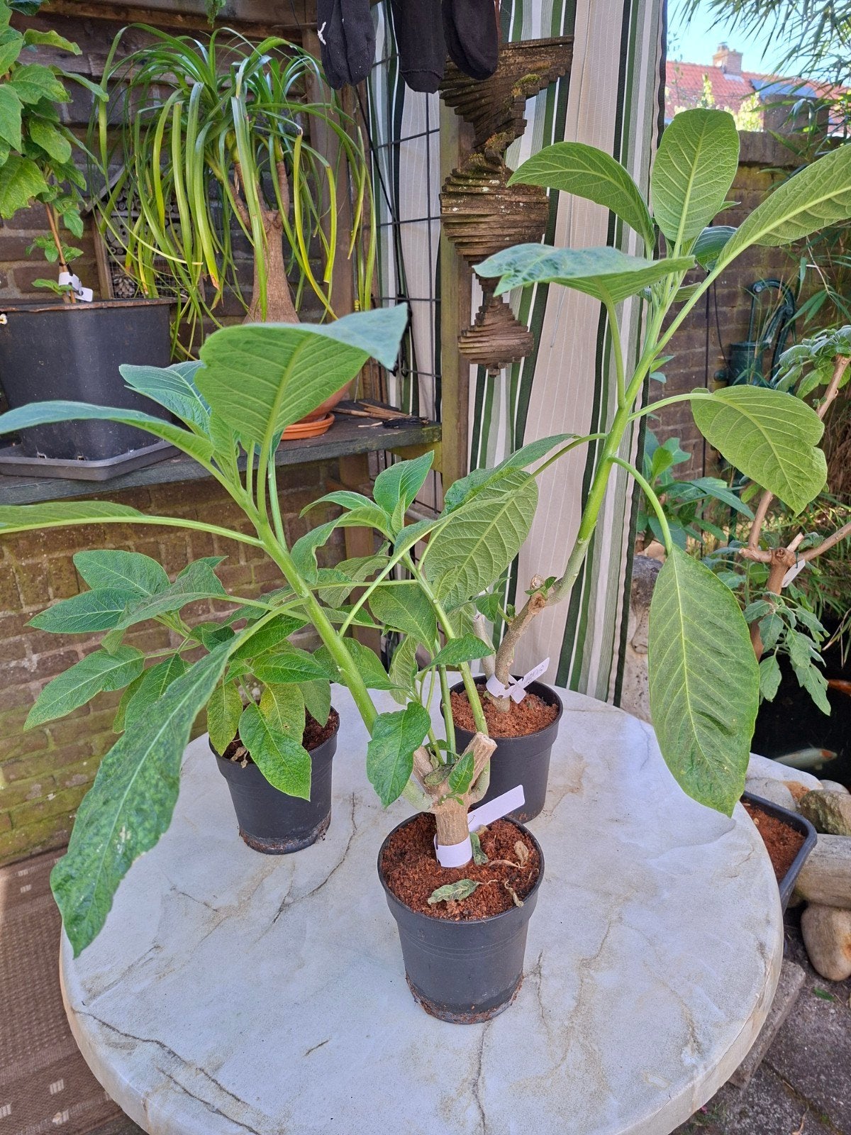 Brugmansia Trompetplant, Tuin en Terras, Ophalen, Vaste plant, Overige soorten, Halfschaduw