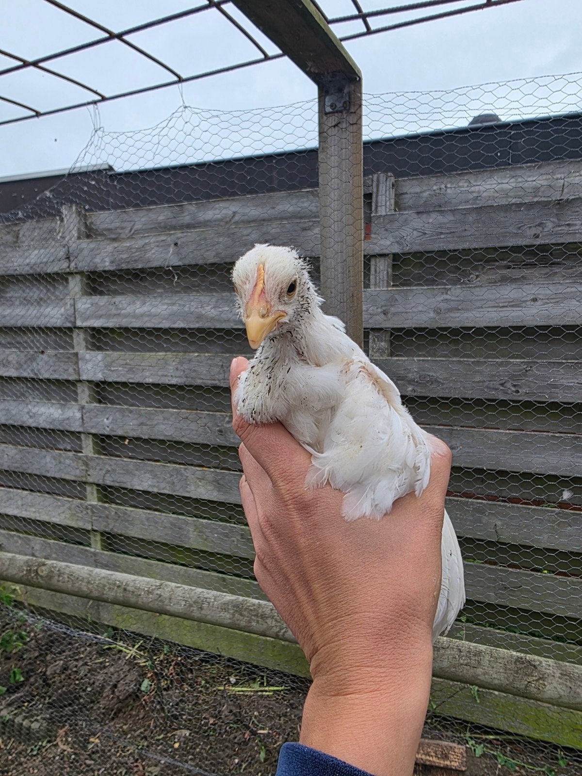 5 Cream legbar 100% hennen kuikens van 1 mei, Meerdere dieren, Kip
