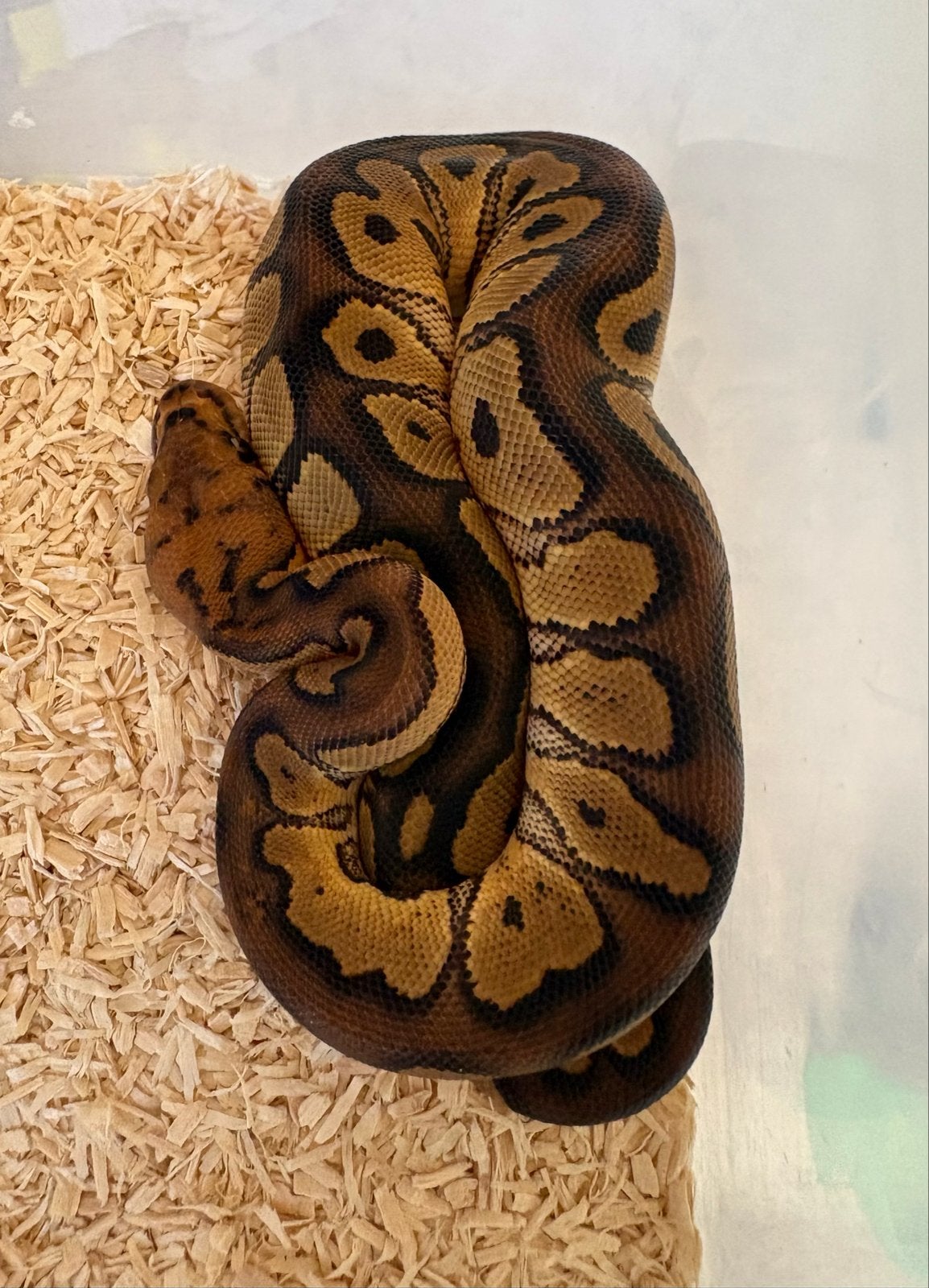 Red Stripe Clown vrouw koningspython ballpythons Ball Python - female for sale from willems