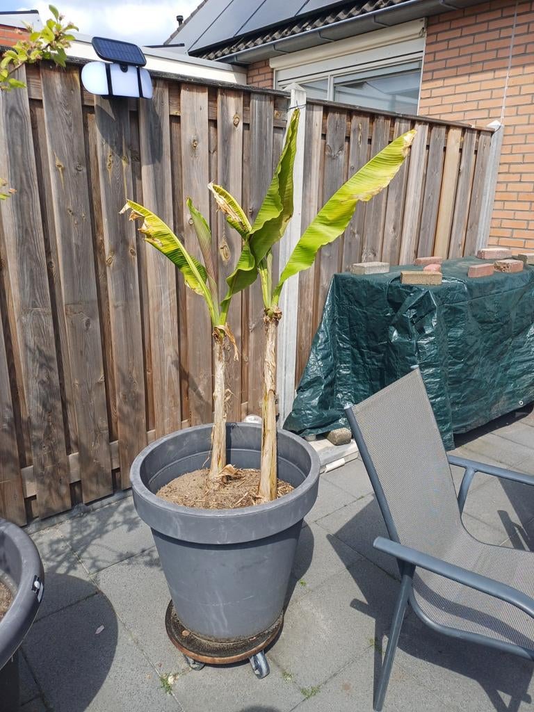 Bananenplant Musa, Tuin en Terras, Ophalen, Volle zon, Overige soorten, Minder dan 100 cm