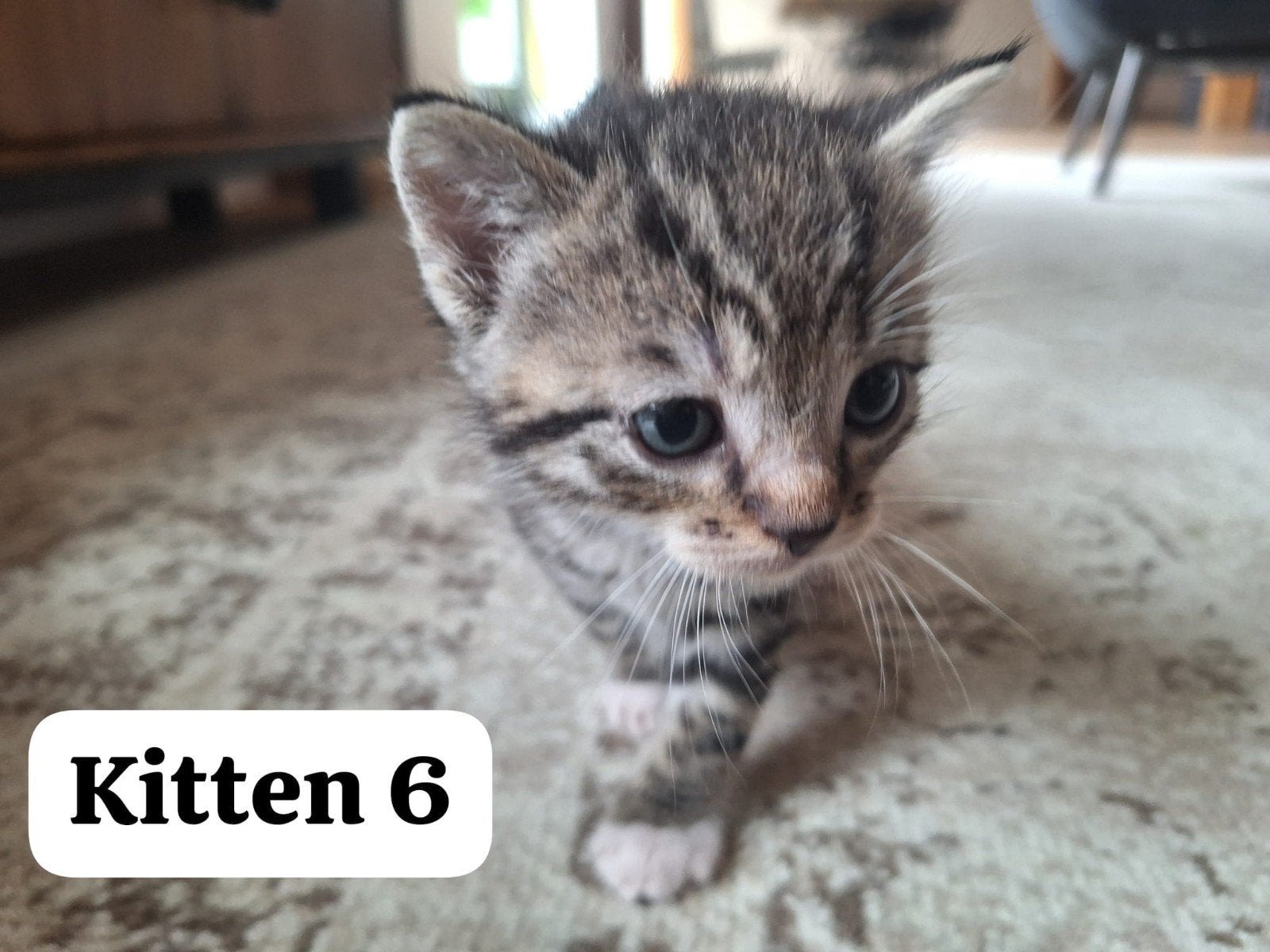 Kittens, Dieren en Toebehoren, Meerdere dieren, Ontwormd, 0 tot 2 jaar