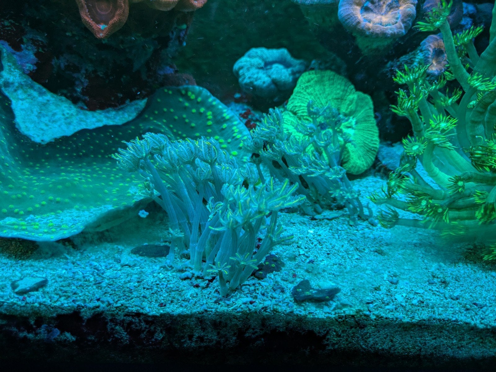 Clavularia tricolor stekjes voor hobby prijs, Dieren en Toebehoren, Overige typen