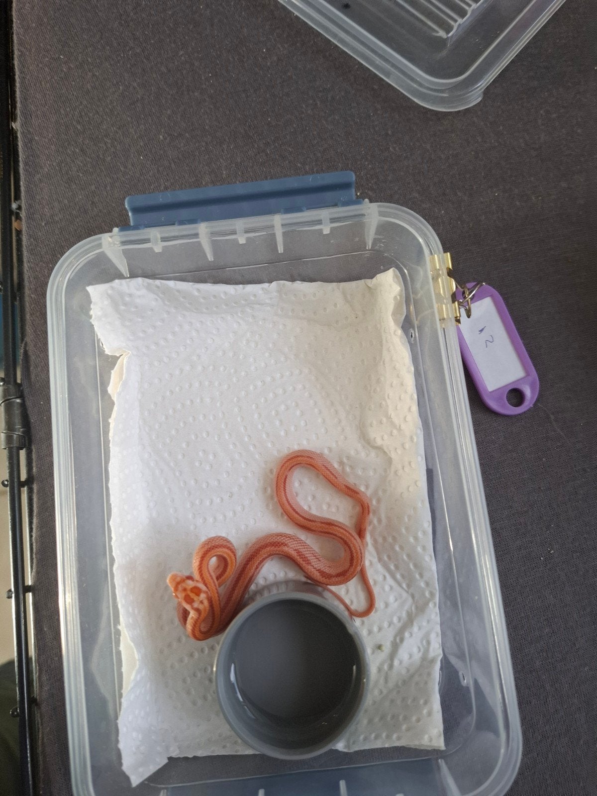 Rode rattenslangen zoeken nieuw thuis Corn Snake photo 12