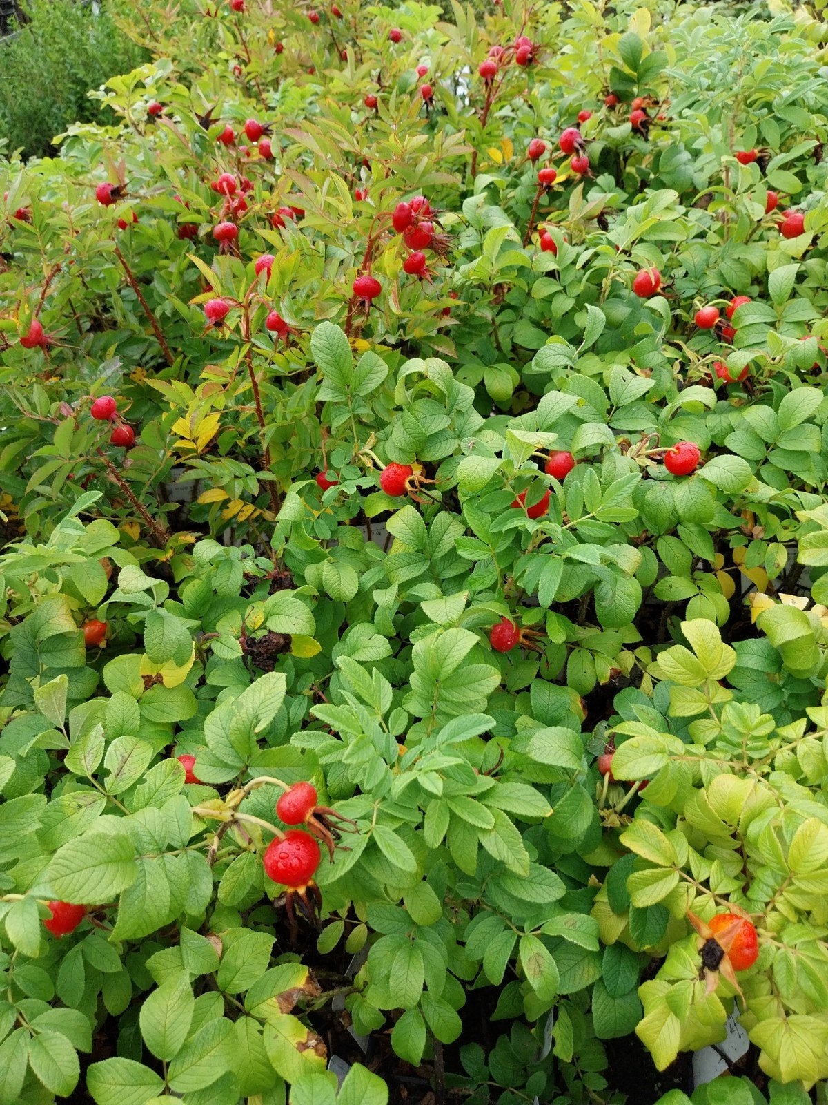 Rosa Rugosa in diverse soorten - Sterke en geurende rozen, Ophalen, Overige soorten, Struik, Minder dan 100 cm