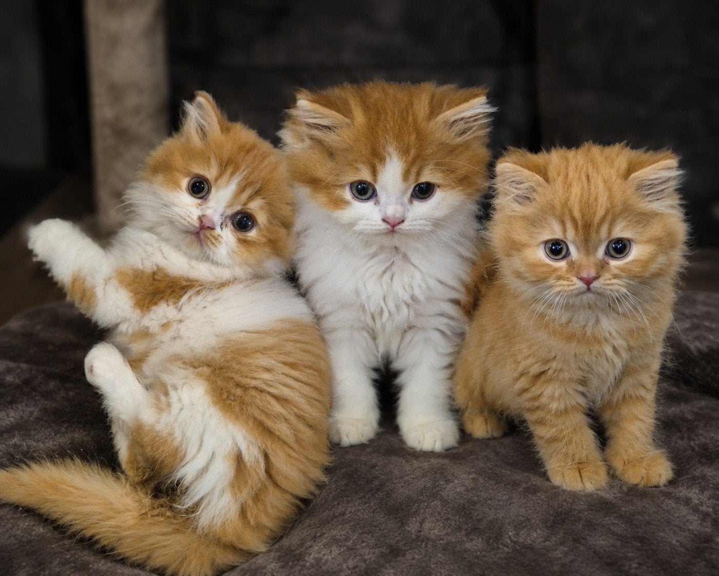 Britse langhaartjes met stamboom., Dieren en Toebehoren, Katten en Kittens | Raskatten | Langhaar, Meerdere dieren, Gechipt