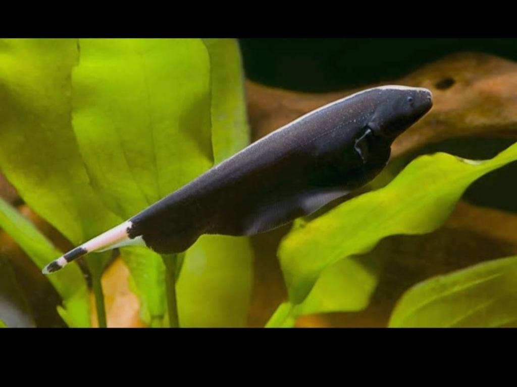 Zwarte Spookmesvis (Black Ghost Knifefish), Vis, Zoetwatervis