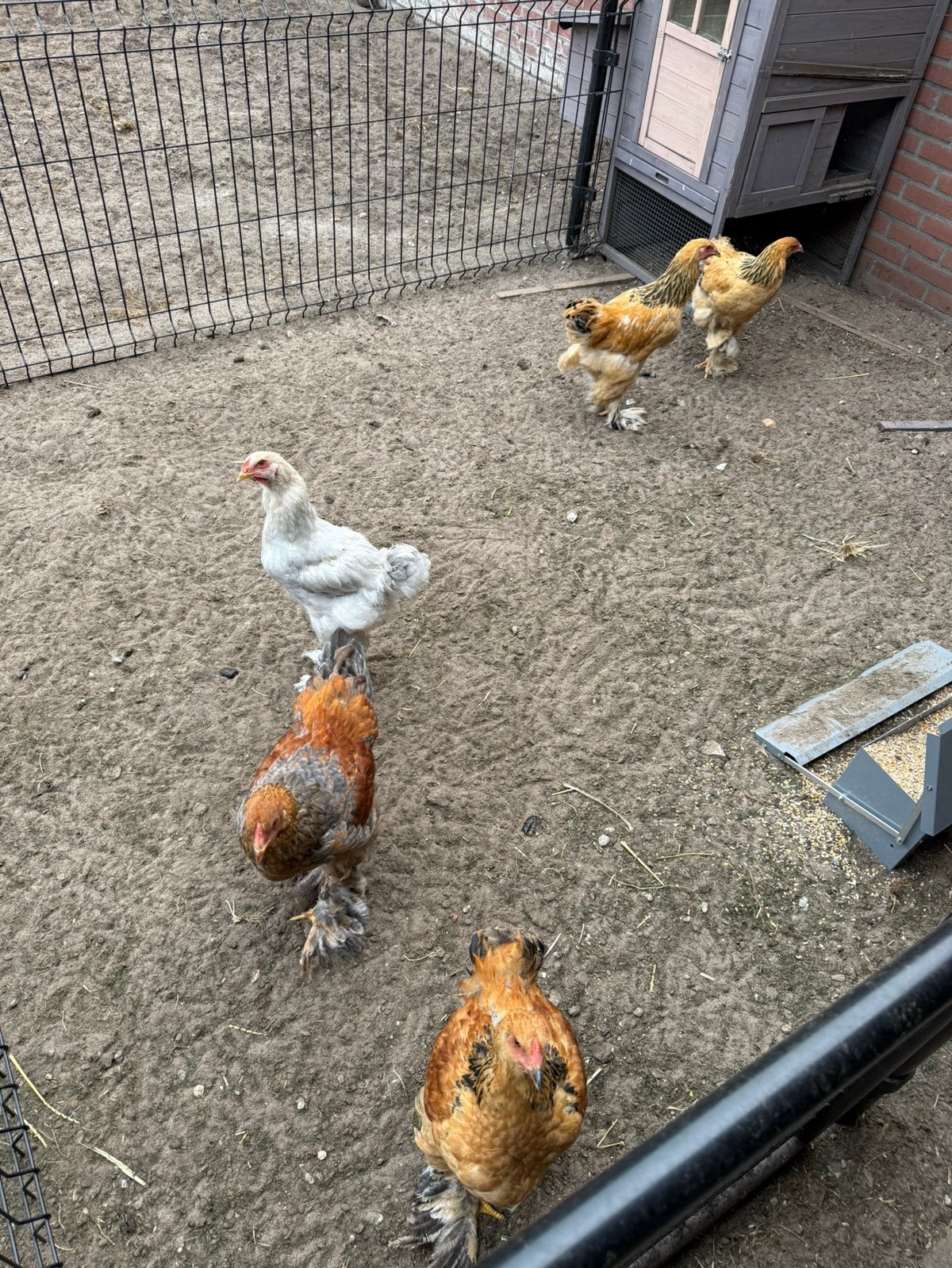 Brahma hennen, Dieren en Toebehoren, Pluimvee, Vrouwelijk, Kip