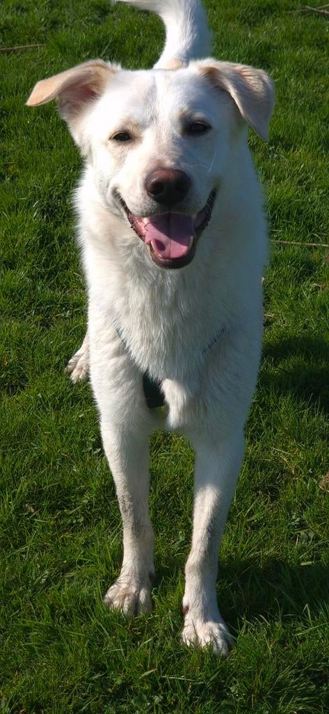 Knappe vrolijke  witte herder kruising, Parvo, Particulier, Reu, 1 tot 2 jaar