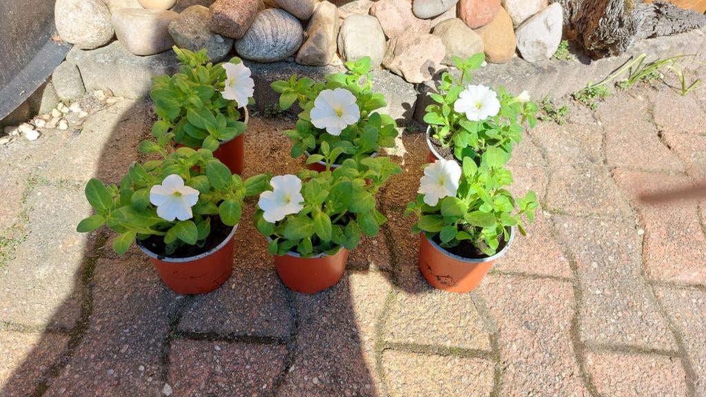 Witte  petunia, Tuin en Terras, Ophalen, Overige soorten, Volle zon