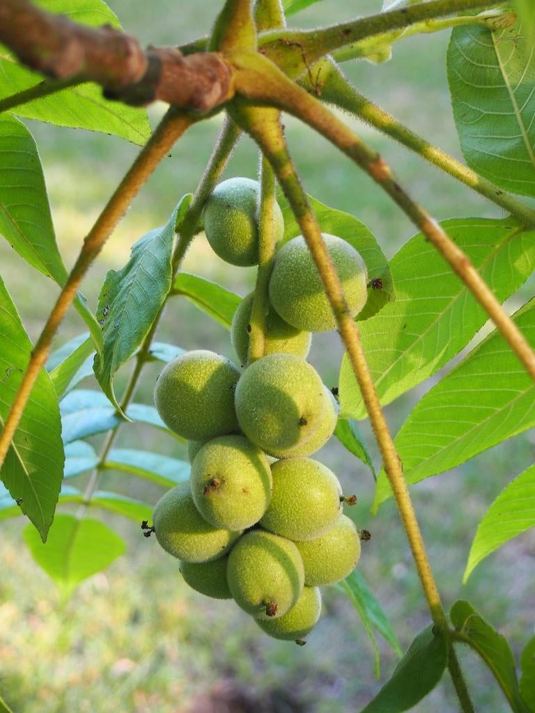 Juglans Ailantifolia Cordiformis / Japanse Hartnoot ‼️, Lente, 400 cm of meer, Ophalen, Volle zon