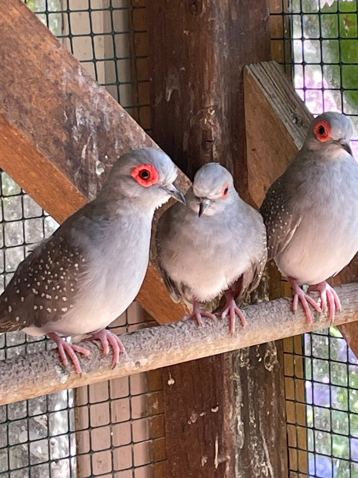Diamantduifjes, Meerdere dieren