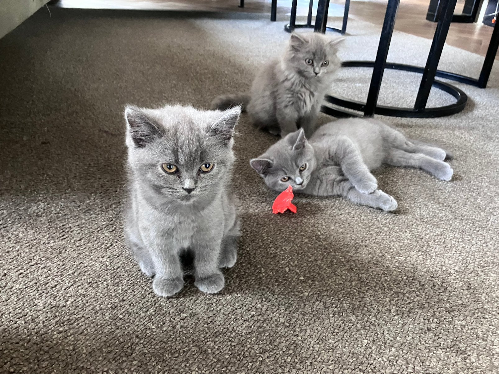 Britse kortharige poezen kittens, Meerdere dieren, Ontwormd