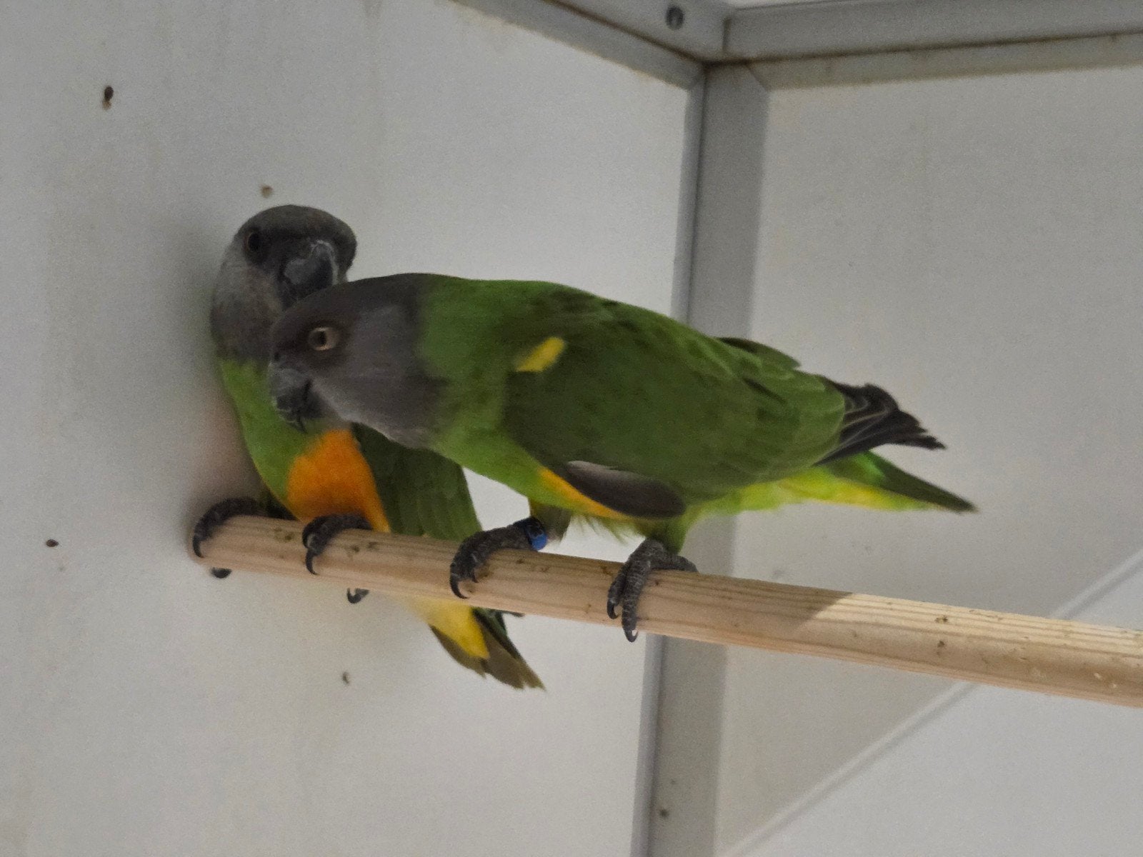 3-3 Bonte boeren, Meerdere dieren, Papegaai