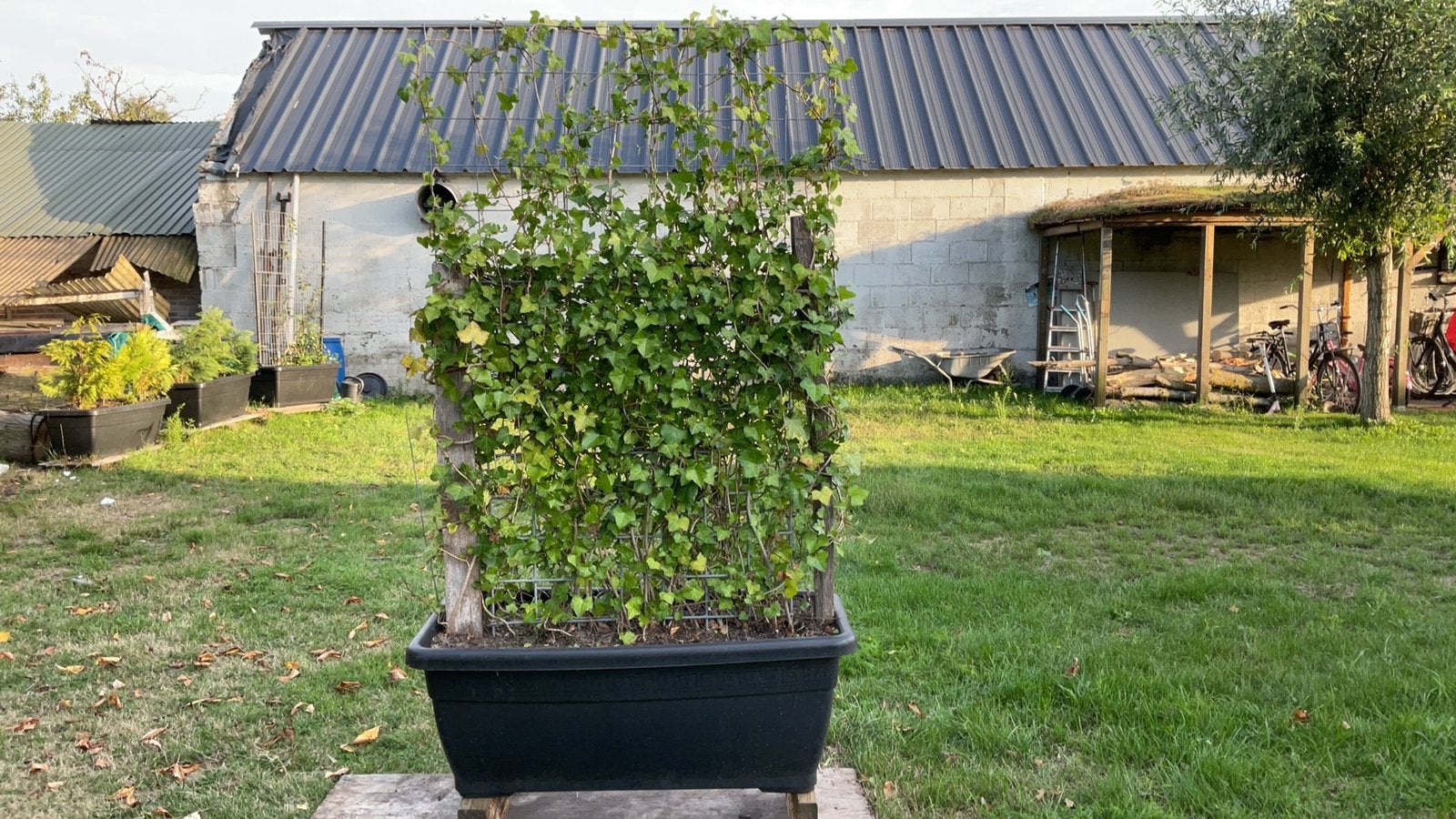 Klimop in bloembak 1meter breed 175 hoog, Tuin en Terras, Ophalen, Zo goed als nieuw, Rechthoekig, Hout