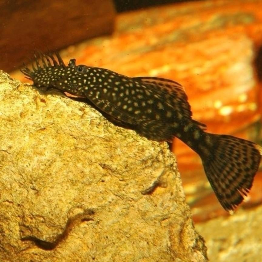 Borstelneus algeneters baby's, Dieren en Toebehoren, Vissen | Aquariumvissen, Vis
