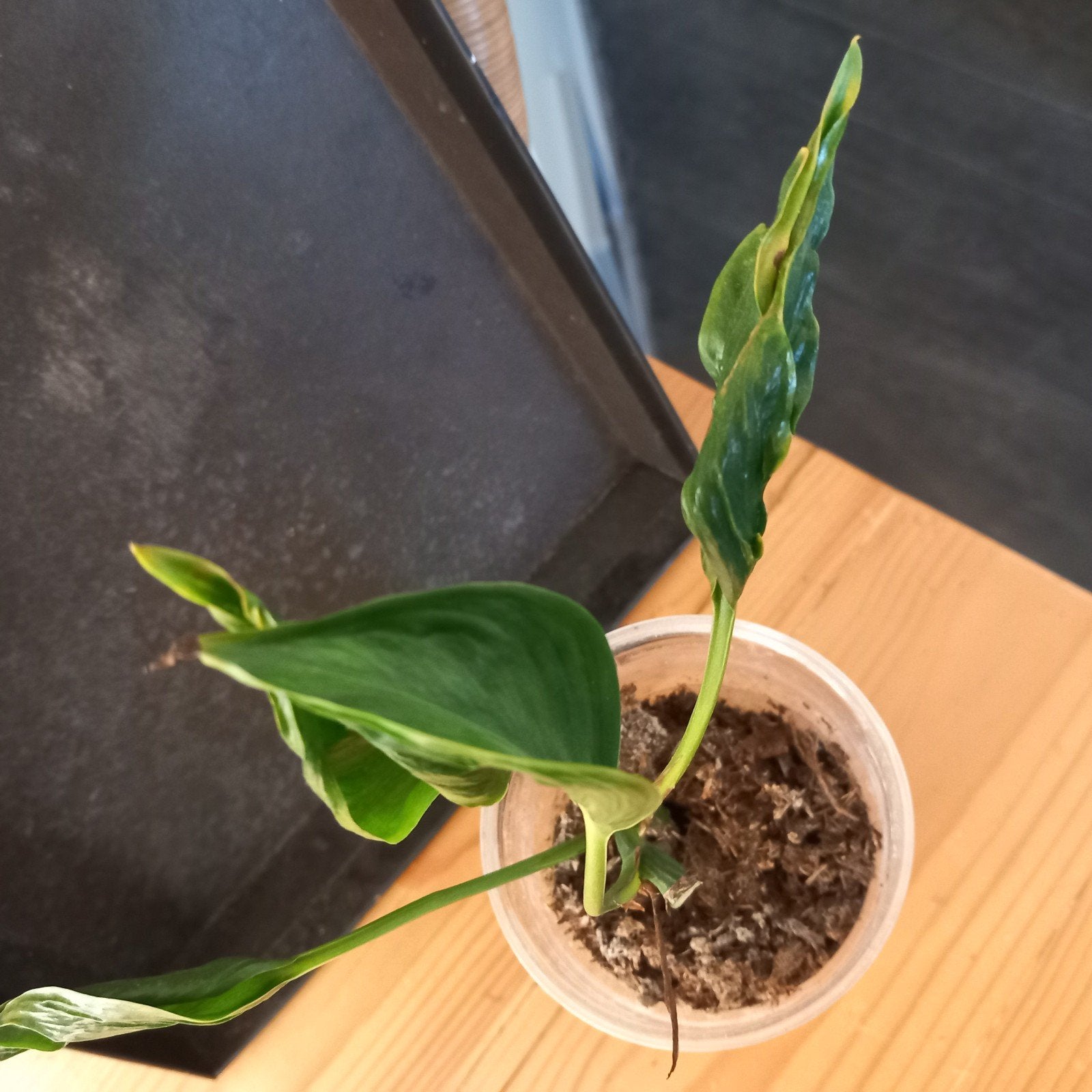 epipremnum pinnatum shangri la stek nr 72, Ophalen of Verzenden, Halfschaduw, Minder dan 100 cm